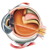 Eye