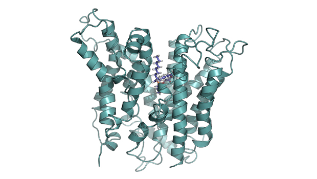  ​Structural model of critical transporter, Mfsd2a. Photo credit Duke-NUS Medical School