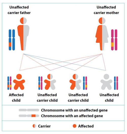 Recessive Inheritance