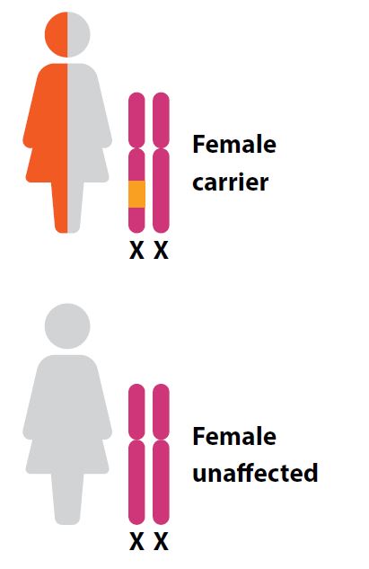 X-linked Inheritance Female Carrier vs Female Unaffected