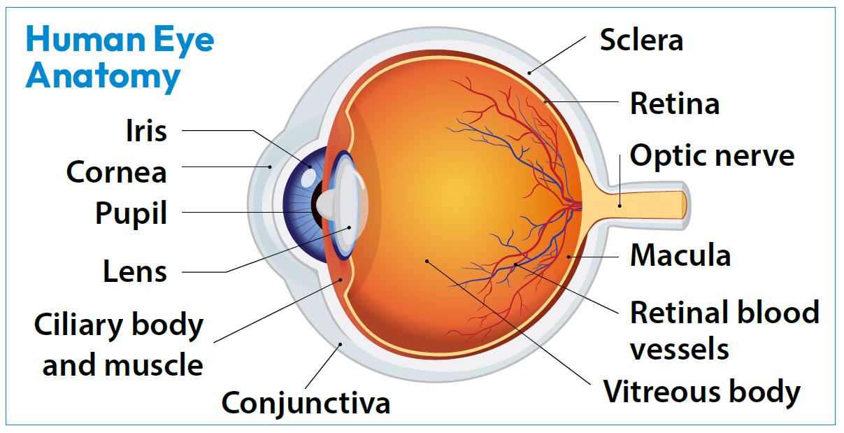 Human Eye Anatomy