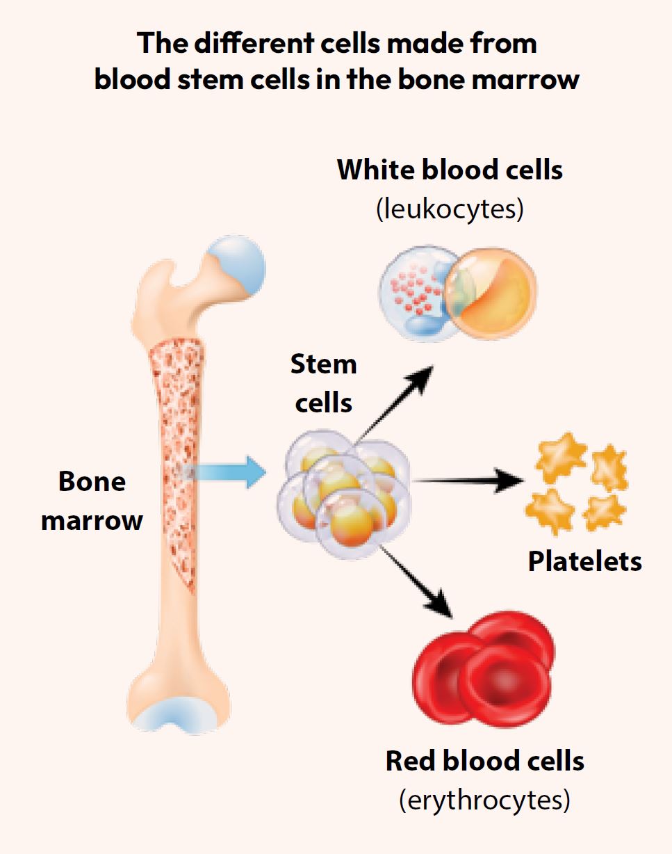The different cells made from blood stem cells in the bone marrow