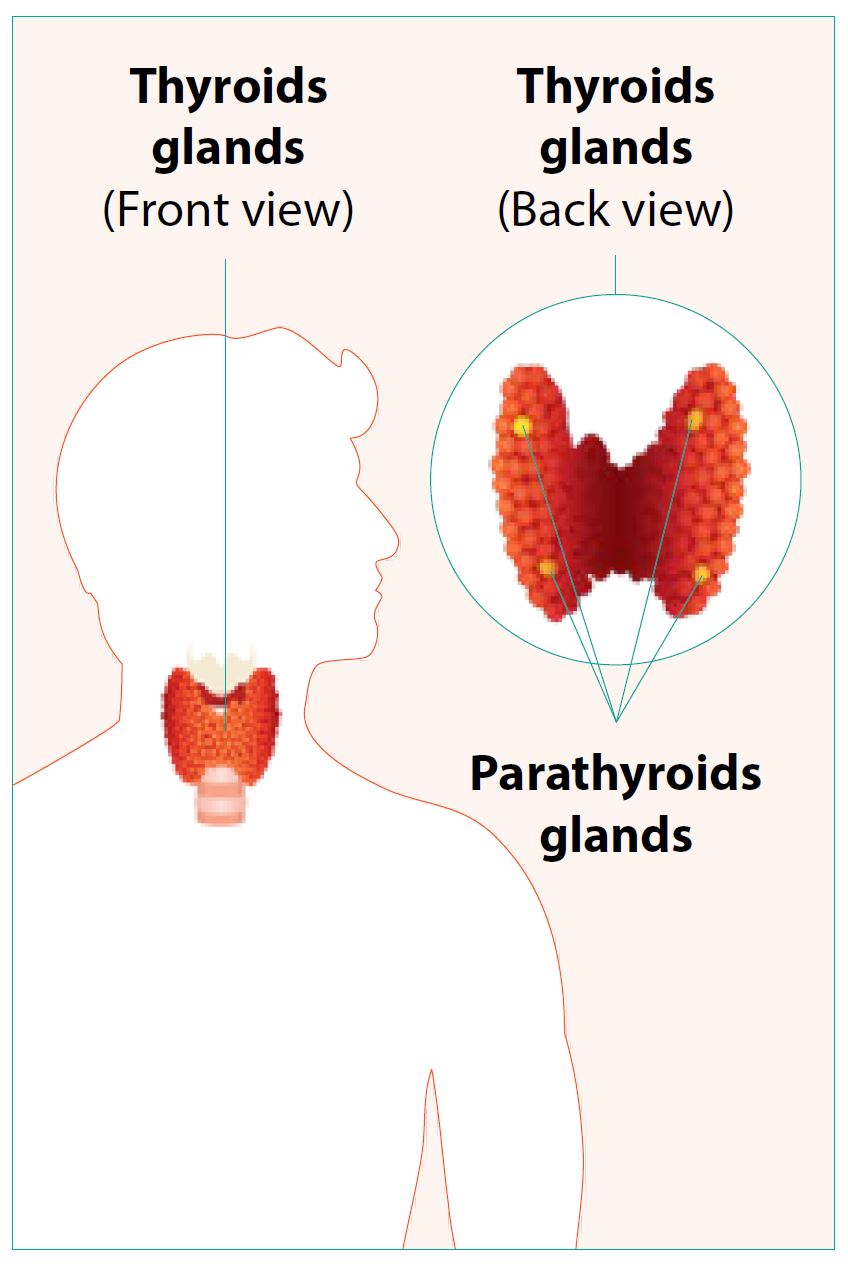 The parathyroid glands are located near the thyroid gland in the neck