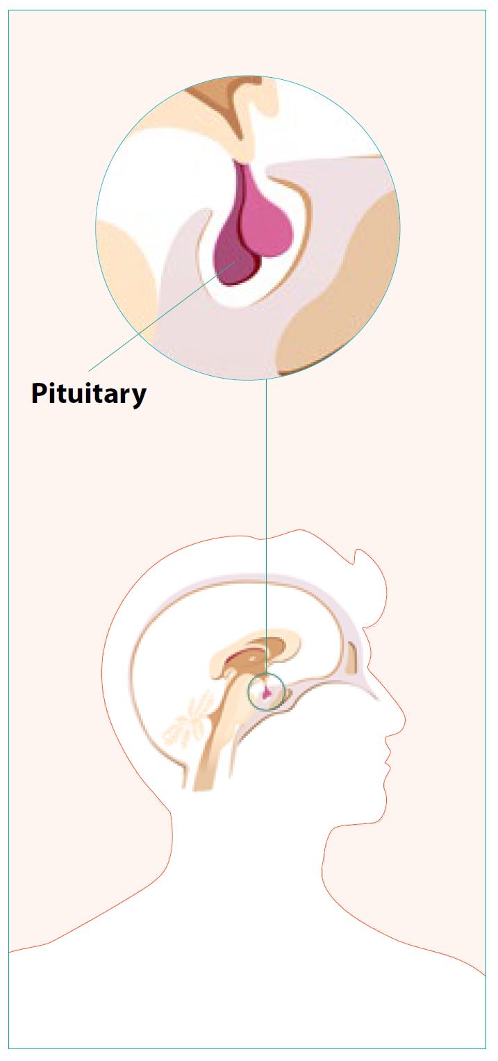 The pituitary gland sits at the base of the brain