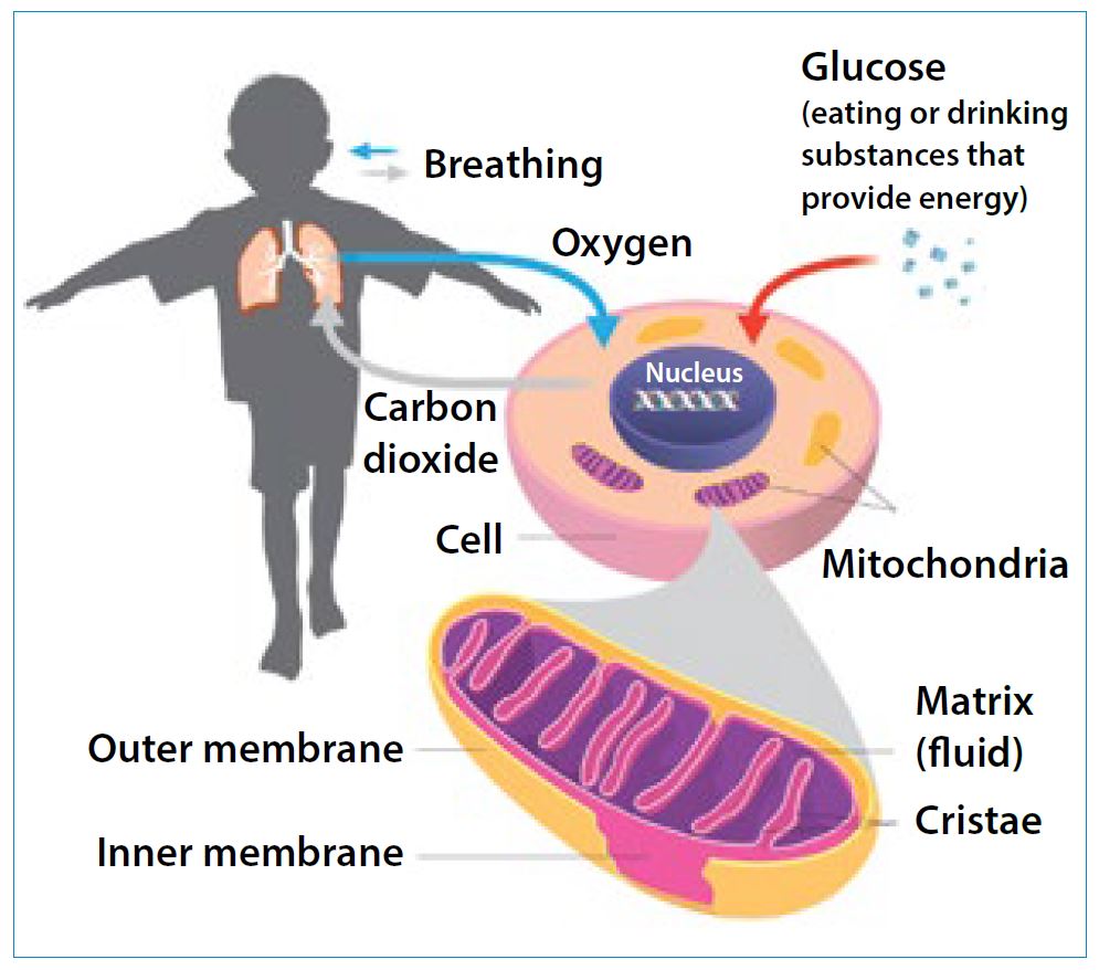 What are mitochondria?